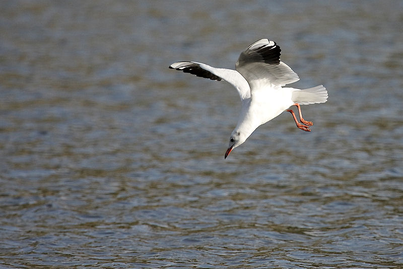 tecnica di pesca del Gabbiano